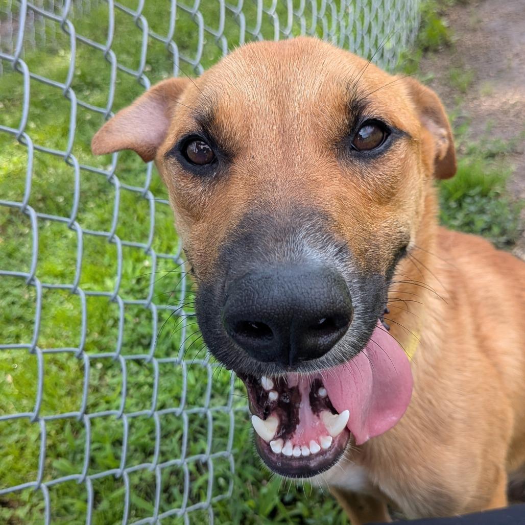 Timber, a Adoptable mixed breed in Tulsa, OK image 2/6