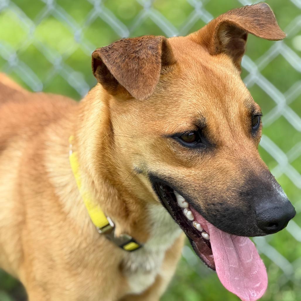 Timber, a Adoptable mixed breed in Tulsa, OK image 1/2