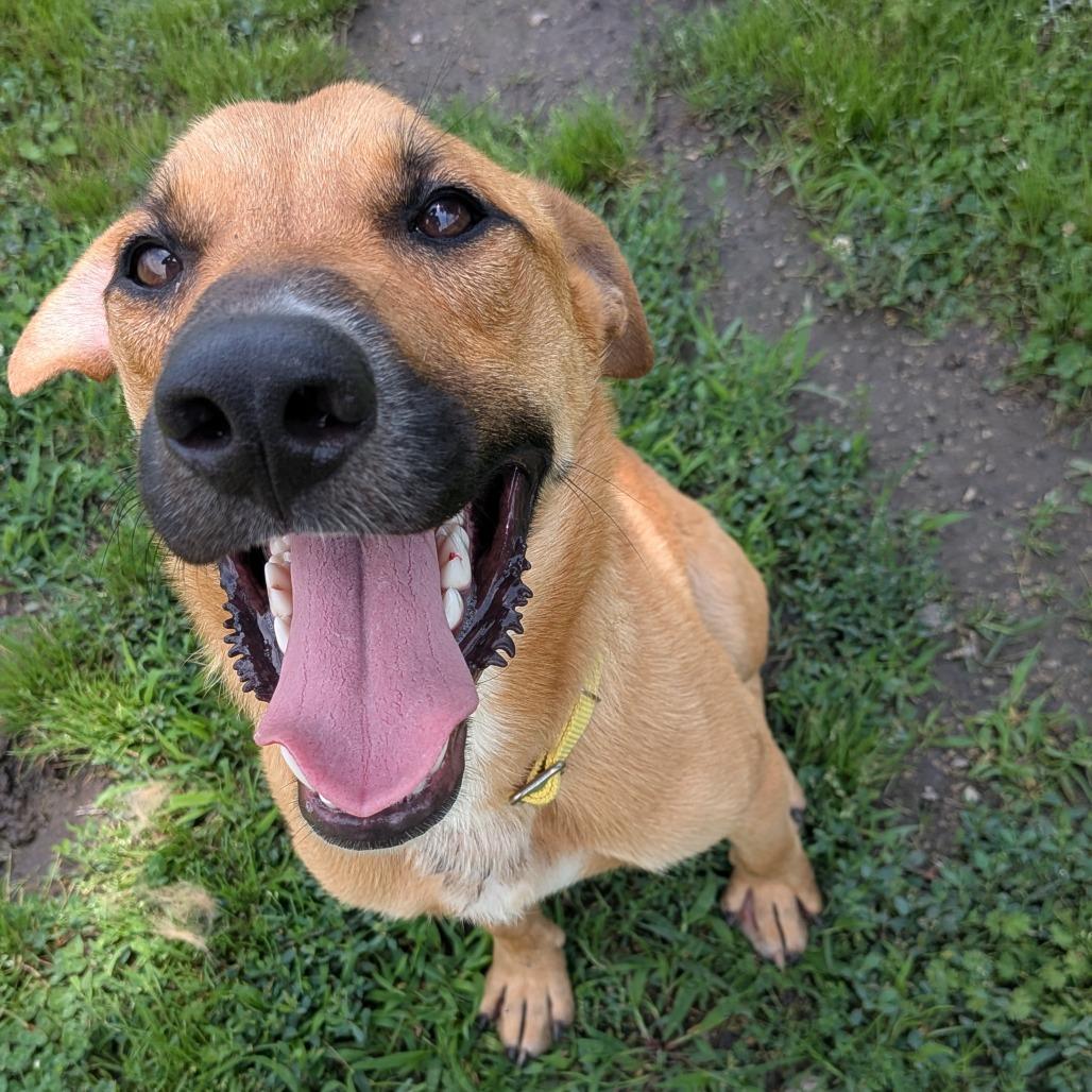 Timber, a Adoptable mixed breed in Tulsa, OK image 4/6