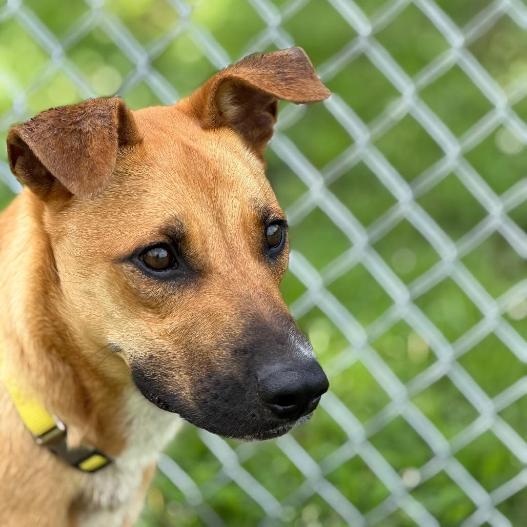 Timber, a Adoptable mixed breed in Tulsa, OK image 2/2