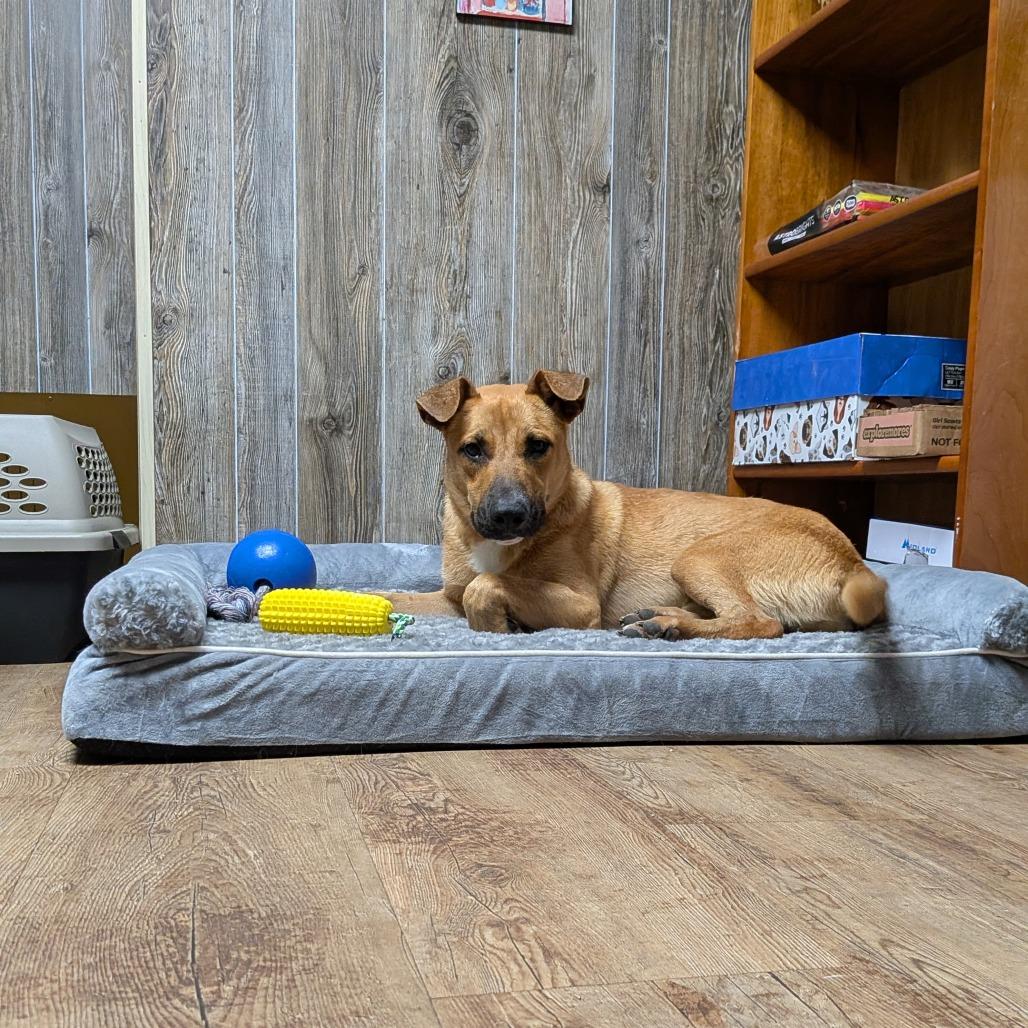 Timber, a Adoptable mixed breed in Tulsa, OK image 6/6