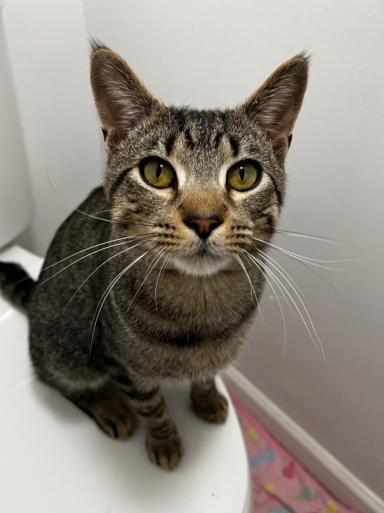 Banana Bread, ADOPTABLE, Young Male Domestic Short Hair.