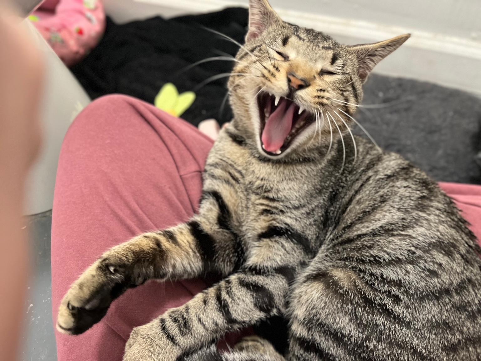 Enlarge Banana Bread, an adopted Domestic Short Hair in Philadelphia, PA image 3/6