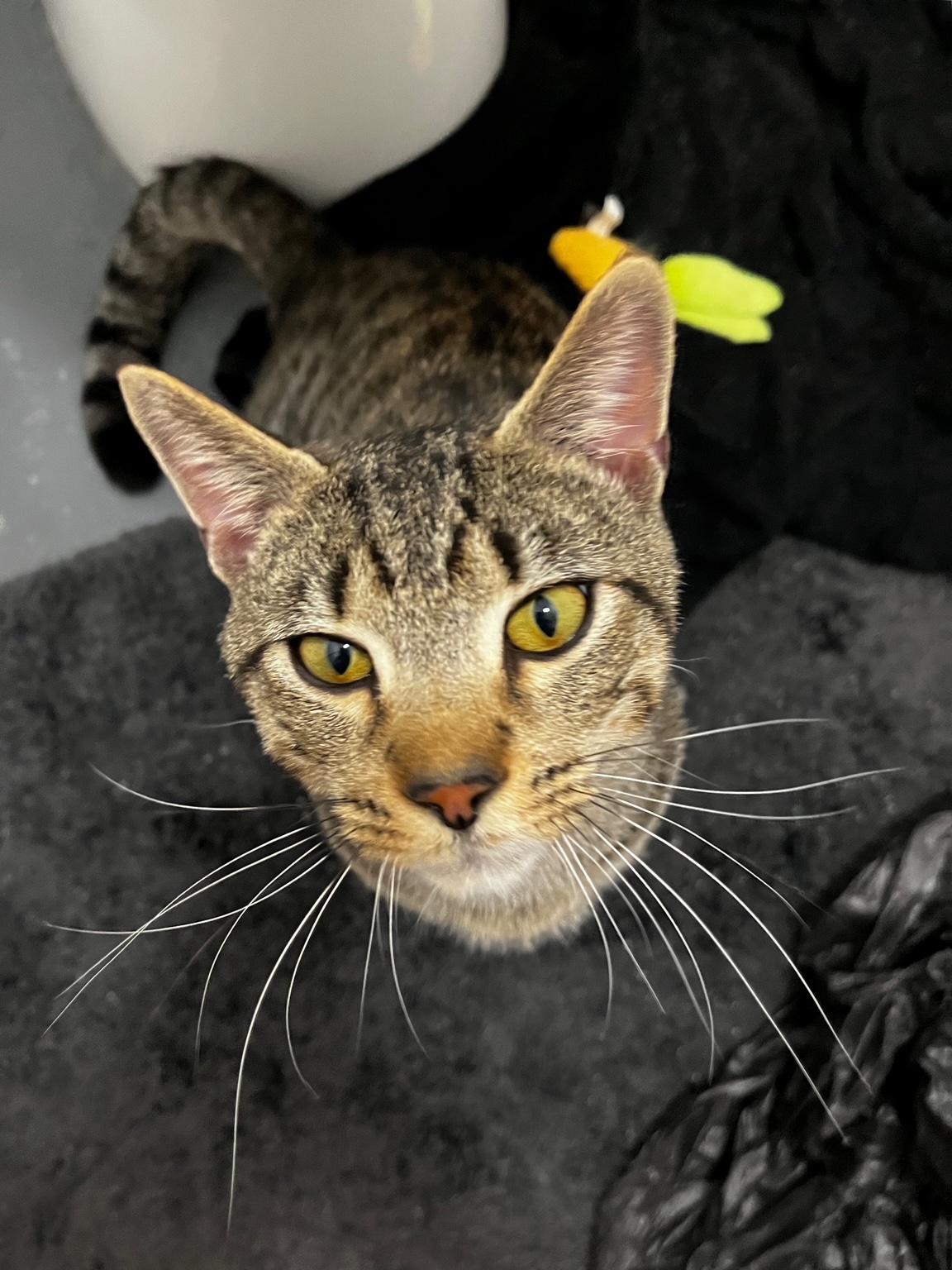 Enlarge Banana Bread, an adopted Domestic Short Hair in Philadelphia, PA image 2/6