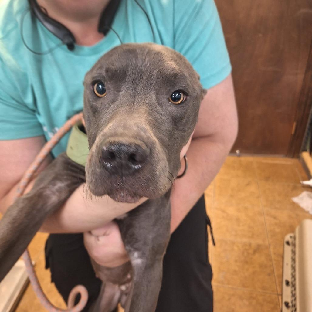 Bodhi, a Adoptable Pit Bull Terrier in Madill, OK image 2/2