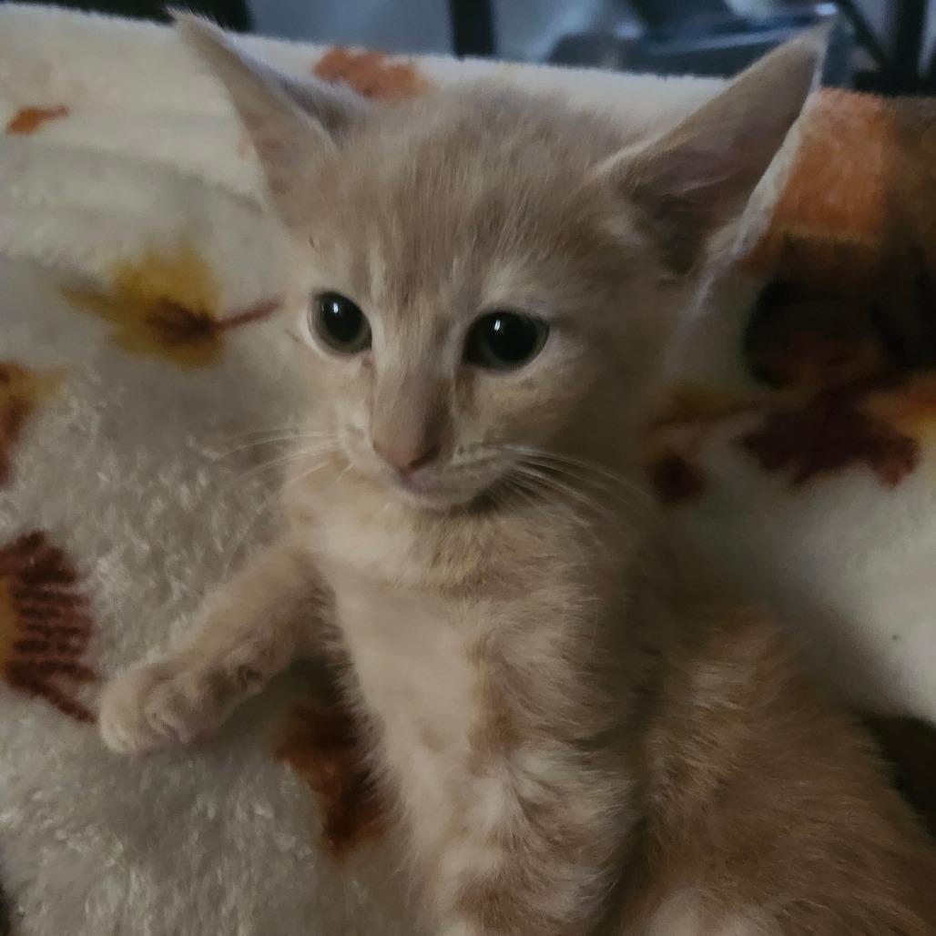 Enlarge Rooster Rose-AR, a Adoptable Domestic Short Hair in Tallahassee, FL image 2/4