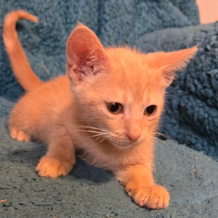 Enlarge Rooster Rose-AR, a Adoptable Domestic Short Hair in Tallahassee, FL image 3/4
