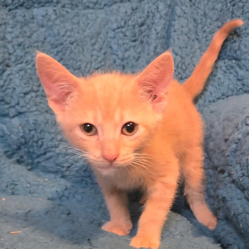 Enlarge Rooster Rose-AR, a Adoptable Domestic Short Hair in Tallahassee, FL image 4/4
