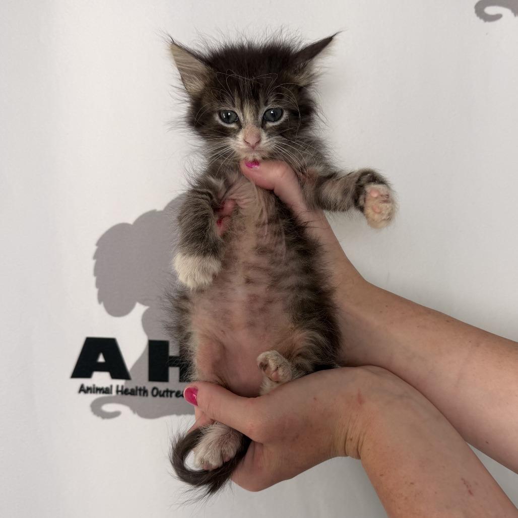 Enlarge Chia, a Adoptable mixed breed in Milton, FL image 1/6
