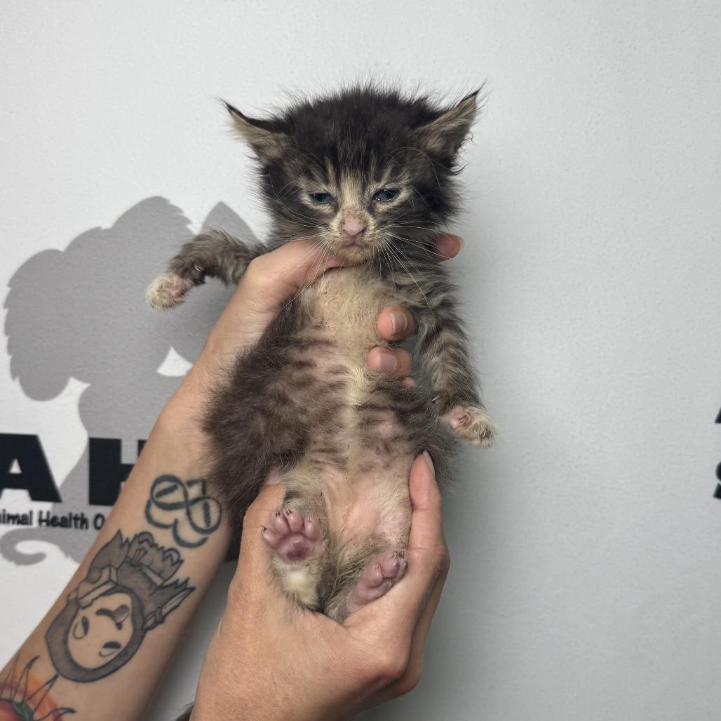 Chia, Adoptable, Kitten Female American Shorthair & Domestic Short Hair.
