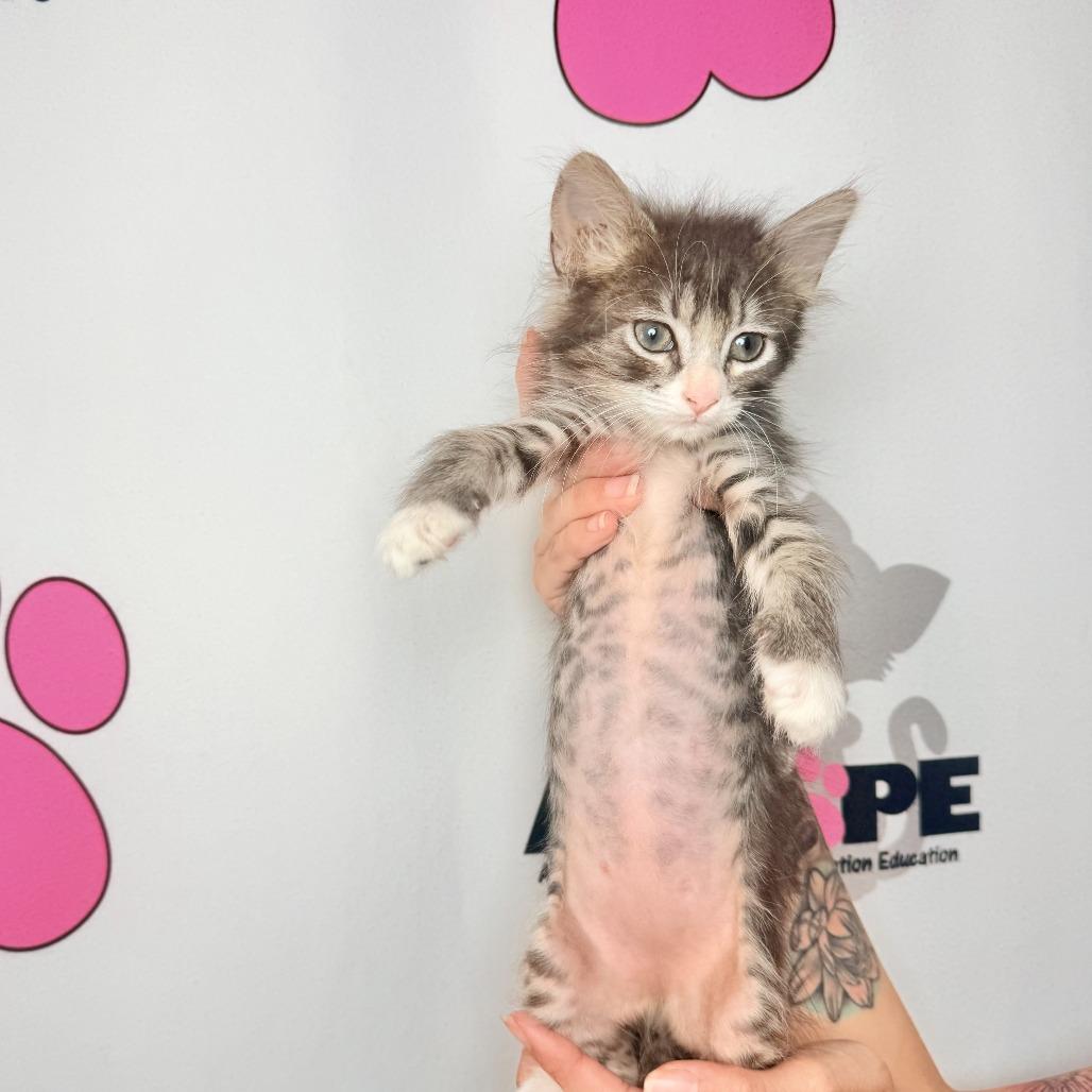 Enlarge Chia, a Adoptable mixed breed in Milton, FL image 4/6