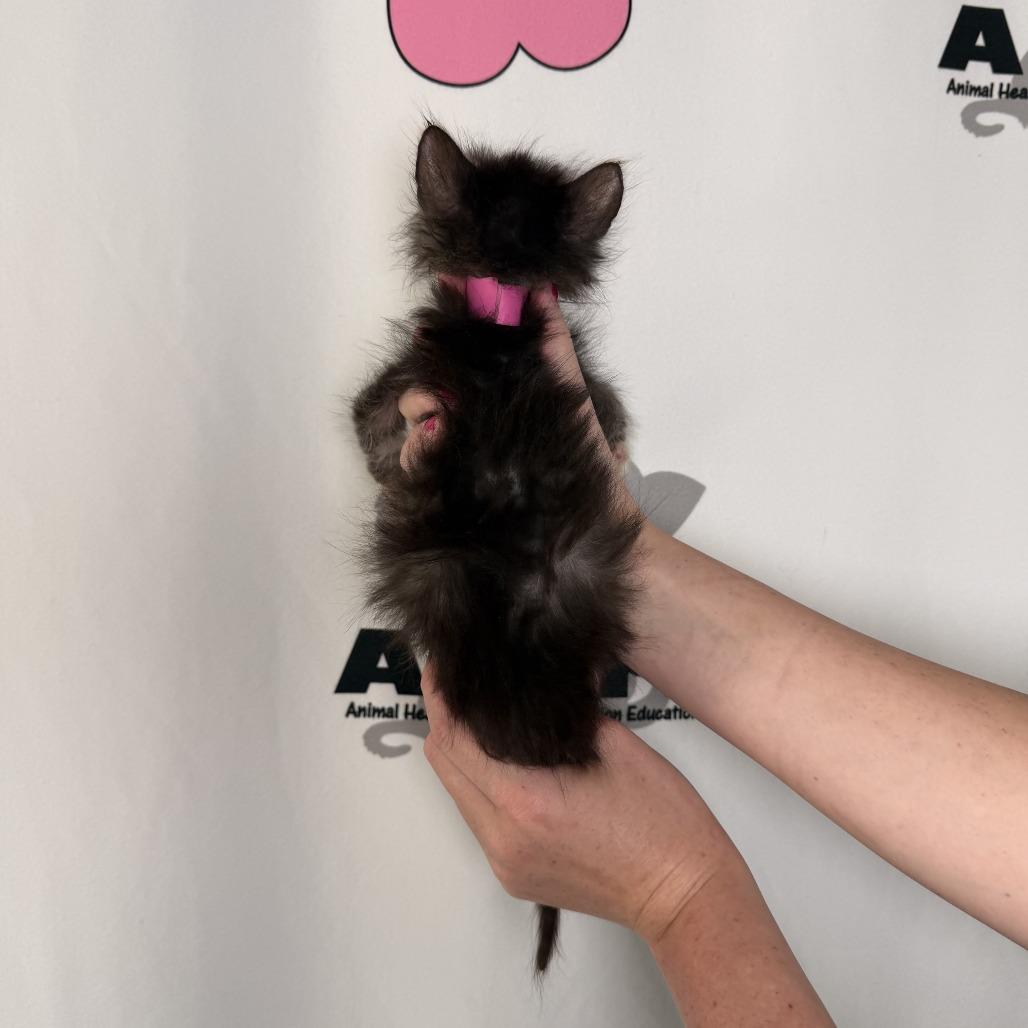 Enlarge Chia, a Adoptable mixed breed in Milton, FL image 5/6