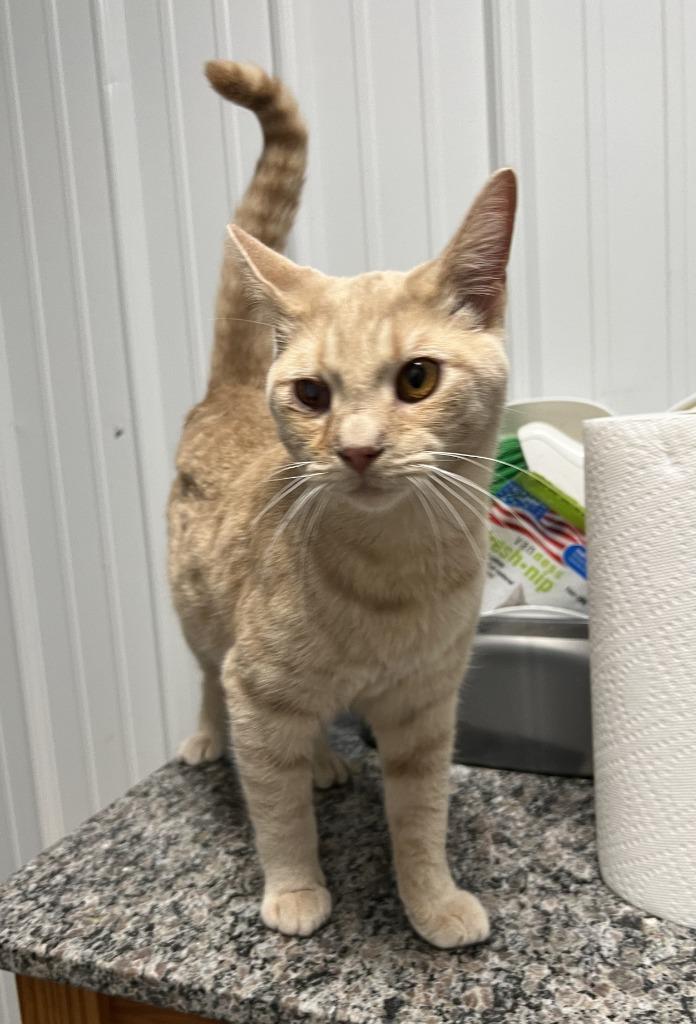 Enlarge Colton, a Adoptable mixed breed in Hartford City, IN image 3/3