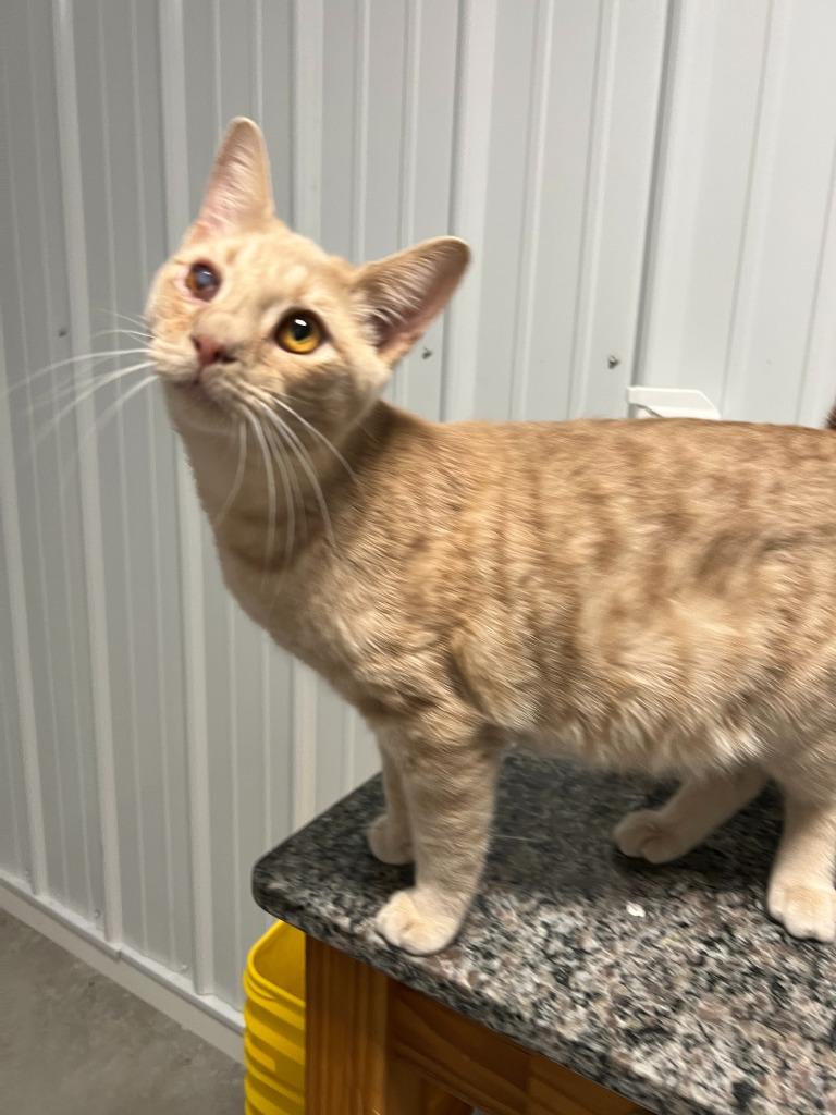 Enlarge Colton, a Adoptable mixed breed in Hartford City, IN image 1/3