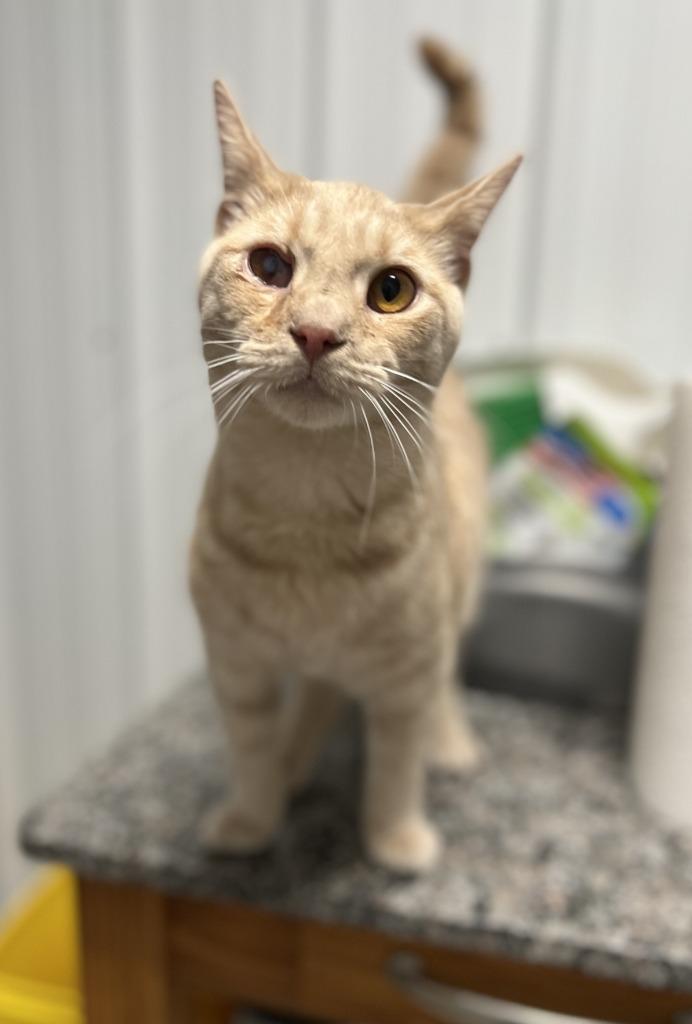 Enlarge Colton, a Adoptable mixed breed in Hartford City, IN image 2/3