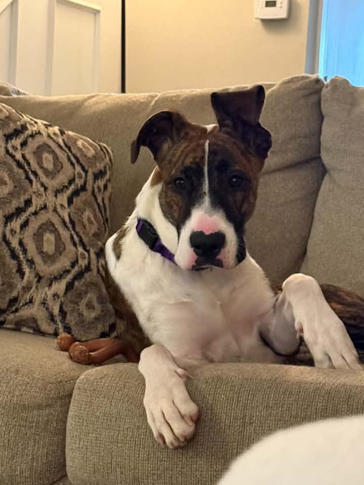 Enlarge Tiger $450, a Adoptable mixed breed in Milwaukee, WI image 1/5