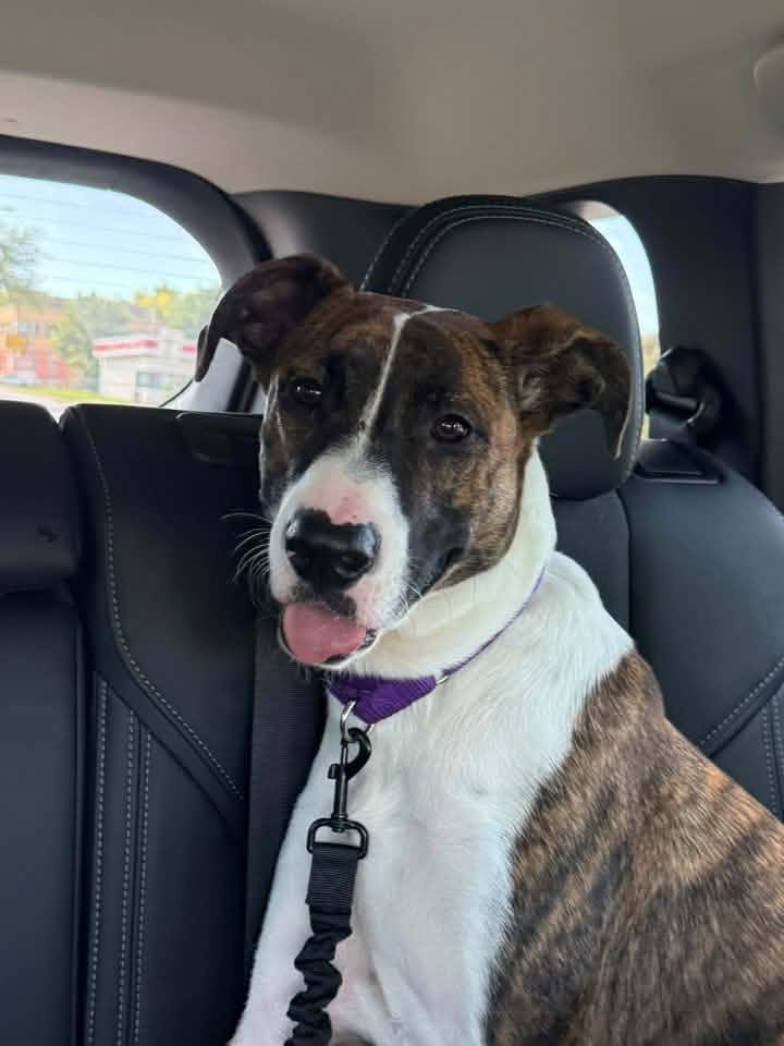 Enlarge Tiger $450, a Adoptable mixed breed in Milwaukee, WI image 2/5