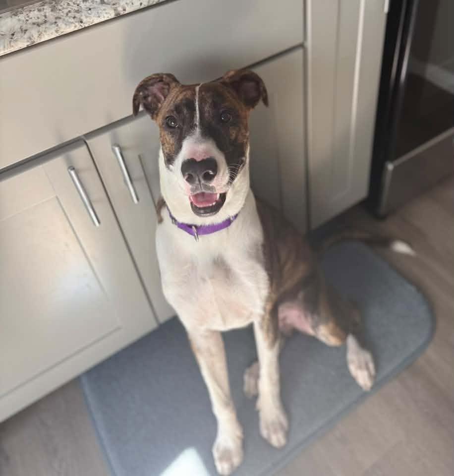 Enlarge Tiger $450, a Adoptable mixed breed in Milwaukee, WI image 3/5