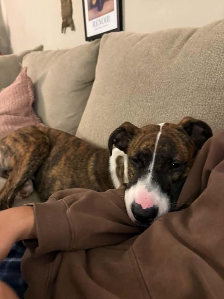 Enlarge Tiger $450, a Adoptable mixed breed in Milwaukee, WI image 4/5