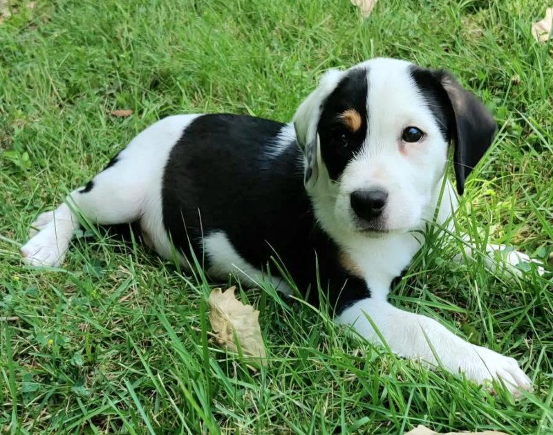 Artemis, Adoptable, Puppy Male Beagle.