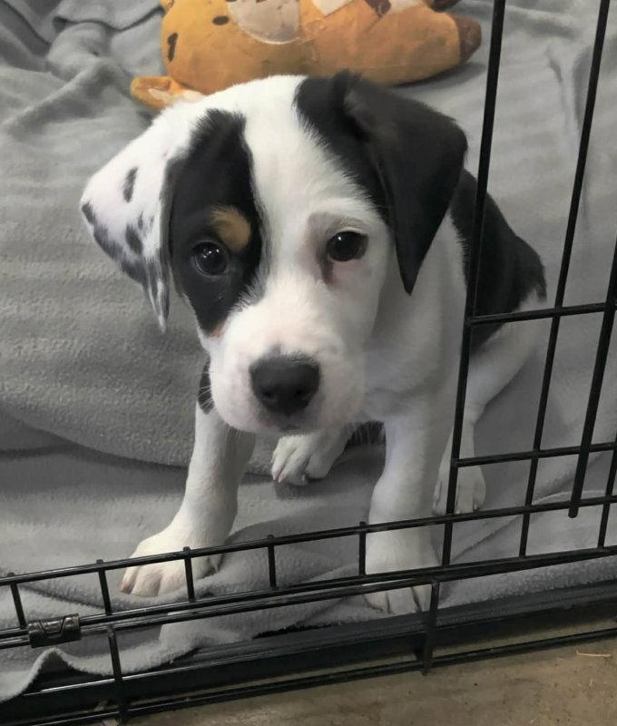 Artemis, a Adoptable Beagle in House Springs, MO image 2/2