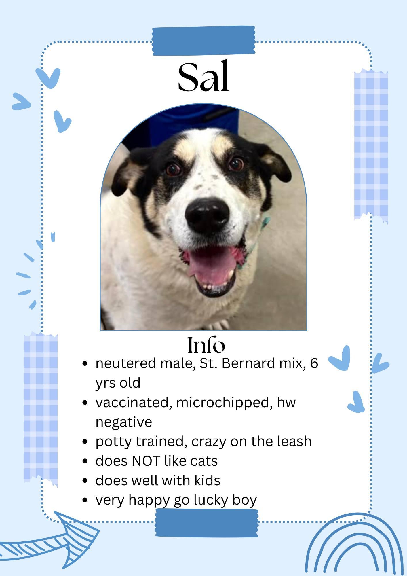 Sal, ADOPTABLE, Senior Male Saint Bernard & Mixed Breed.