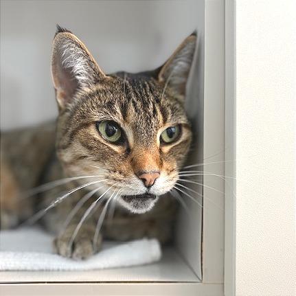 Lilly, Adoptable, Senior Female Domestic Short Hair.