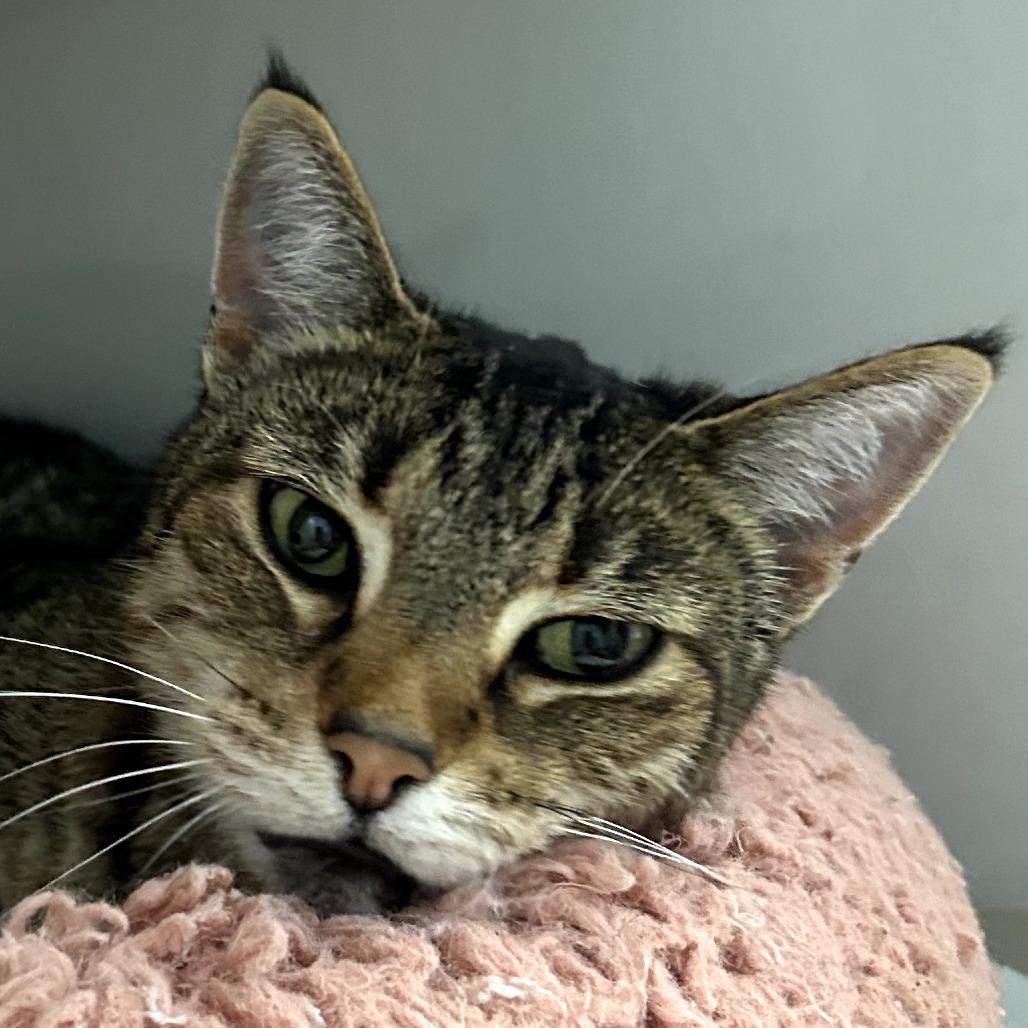 Enlarge Lilly, a Adoptable Domestic Short Hair in Redwood City, CA image 3/3