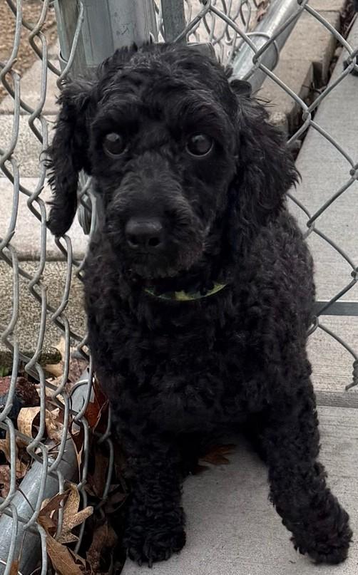 Enlarge Gracie, a ADOPTABLE mixed breed in Mauston, WI image 1/1