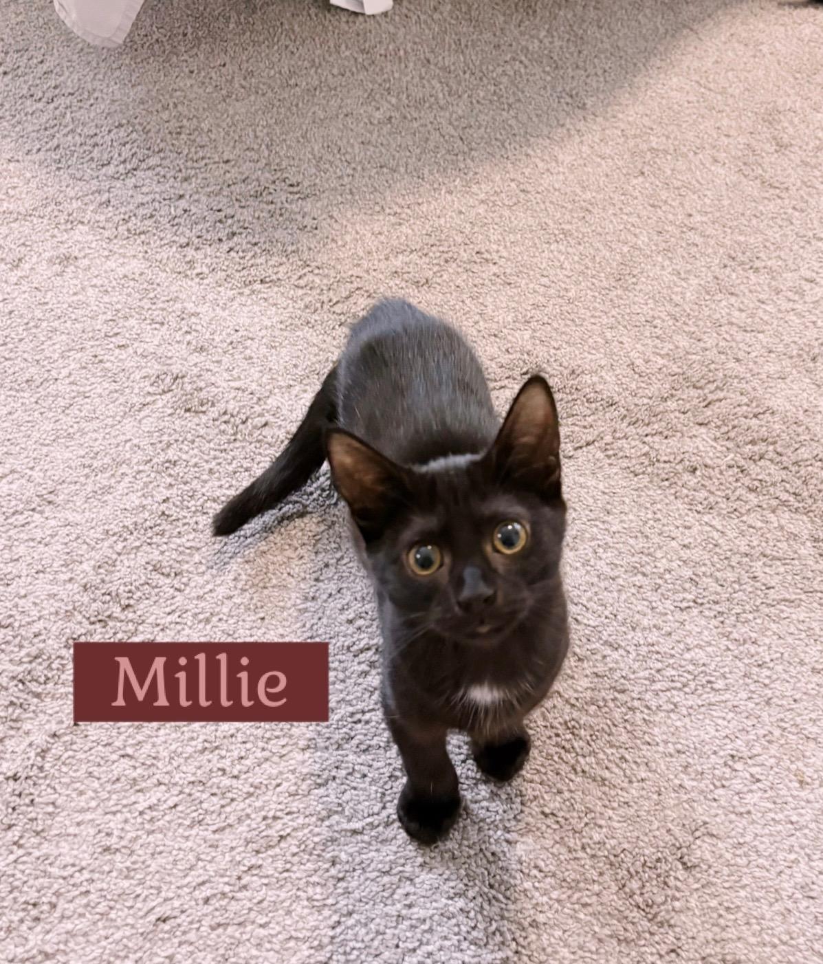 Enlarge Millie, a Adoptable mixed breed in Awendaw, SC image 1/1