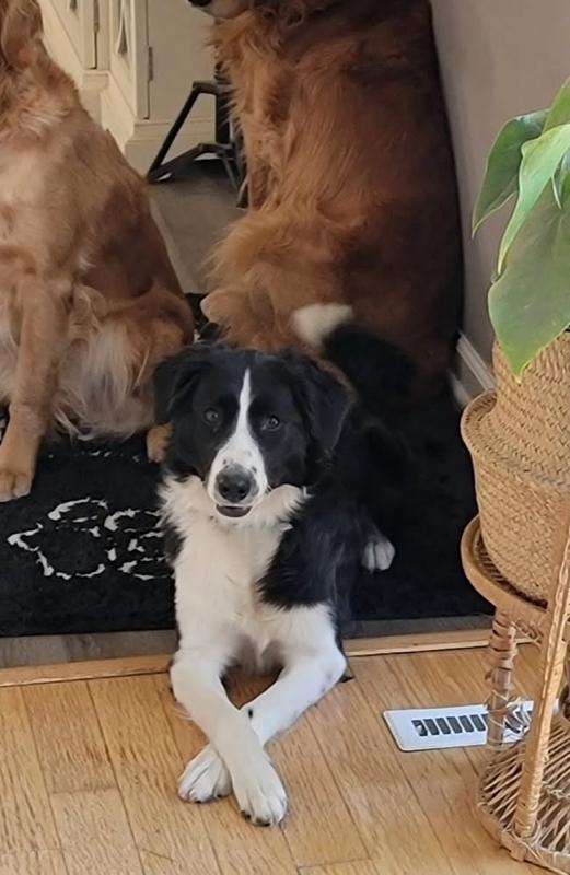 Penelope, an adoptable Border Collie in Pocatello, ID, 83201 | Photo Image 2