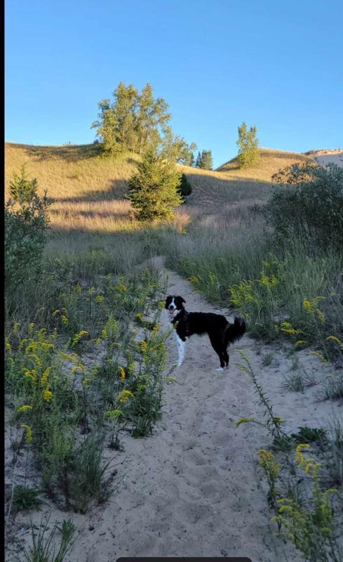 Penelope, an adoptable Border Collie in Pocatello, ID, 83201 | Photo Image 3