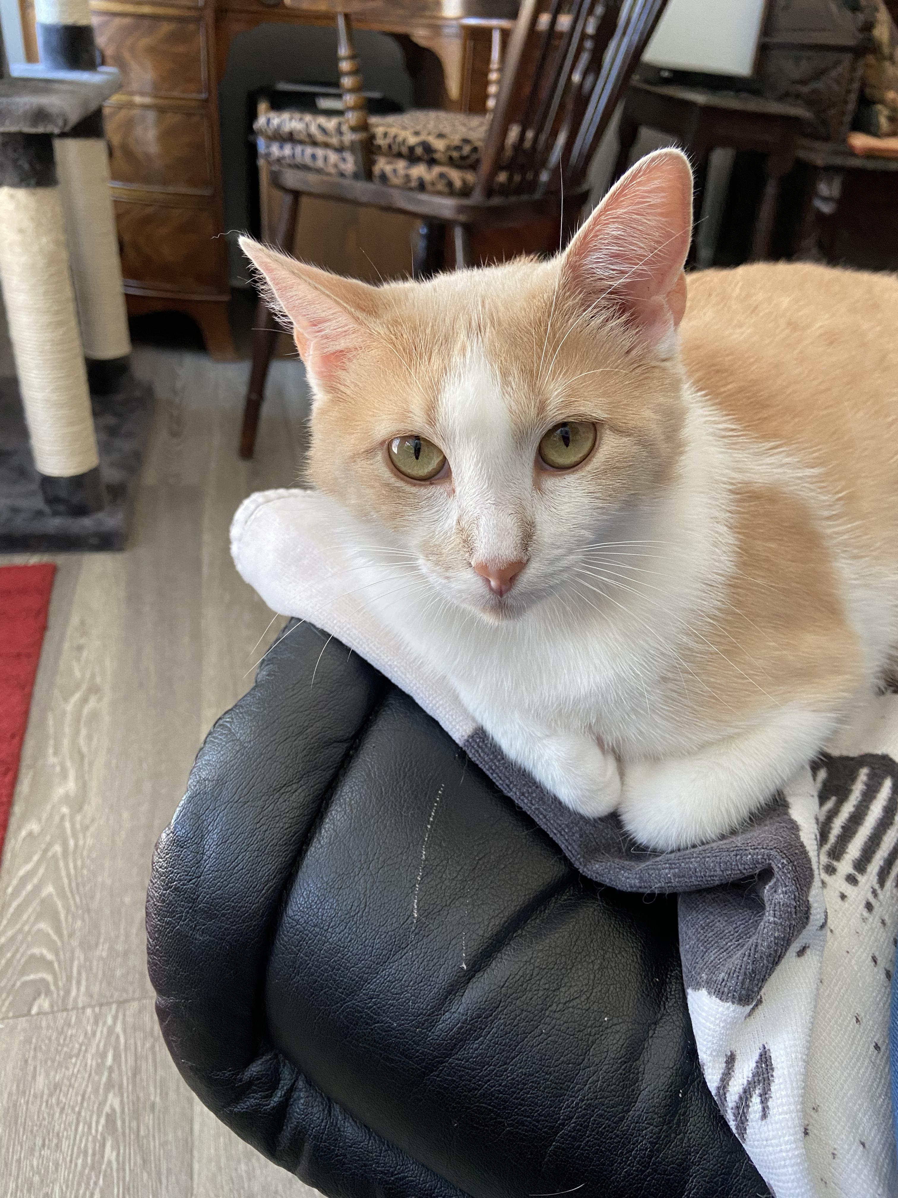 Enlarge Sweetie, a Adopted American Shorthair in Charlotte, NC image 4/4