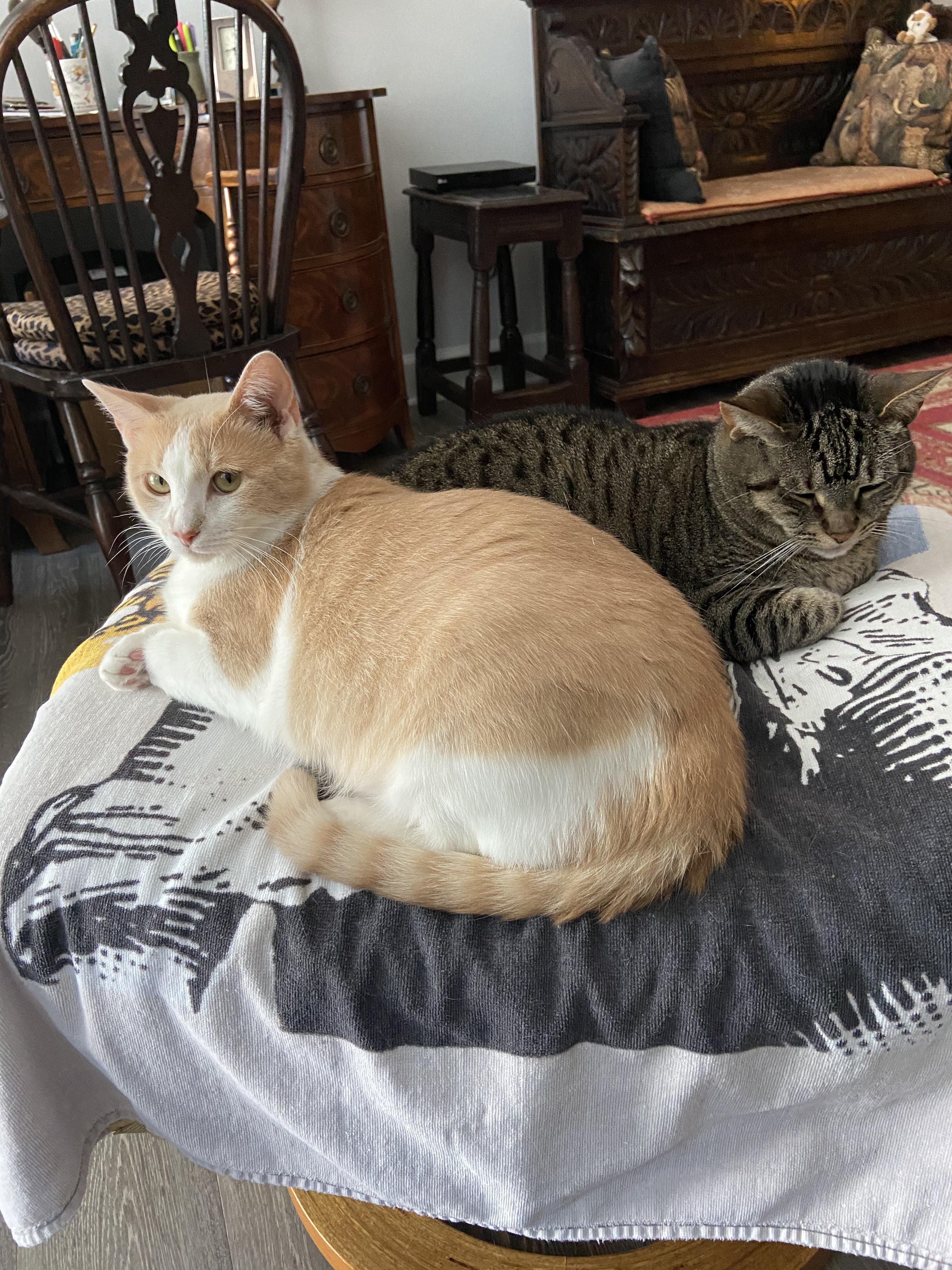 Enlarge Sweetie, a Adopted American Shorthair in Charlotte, NC image 3/4