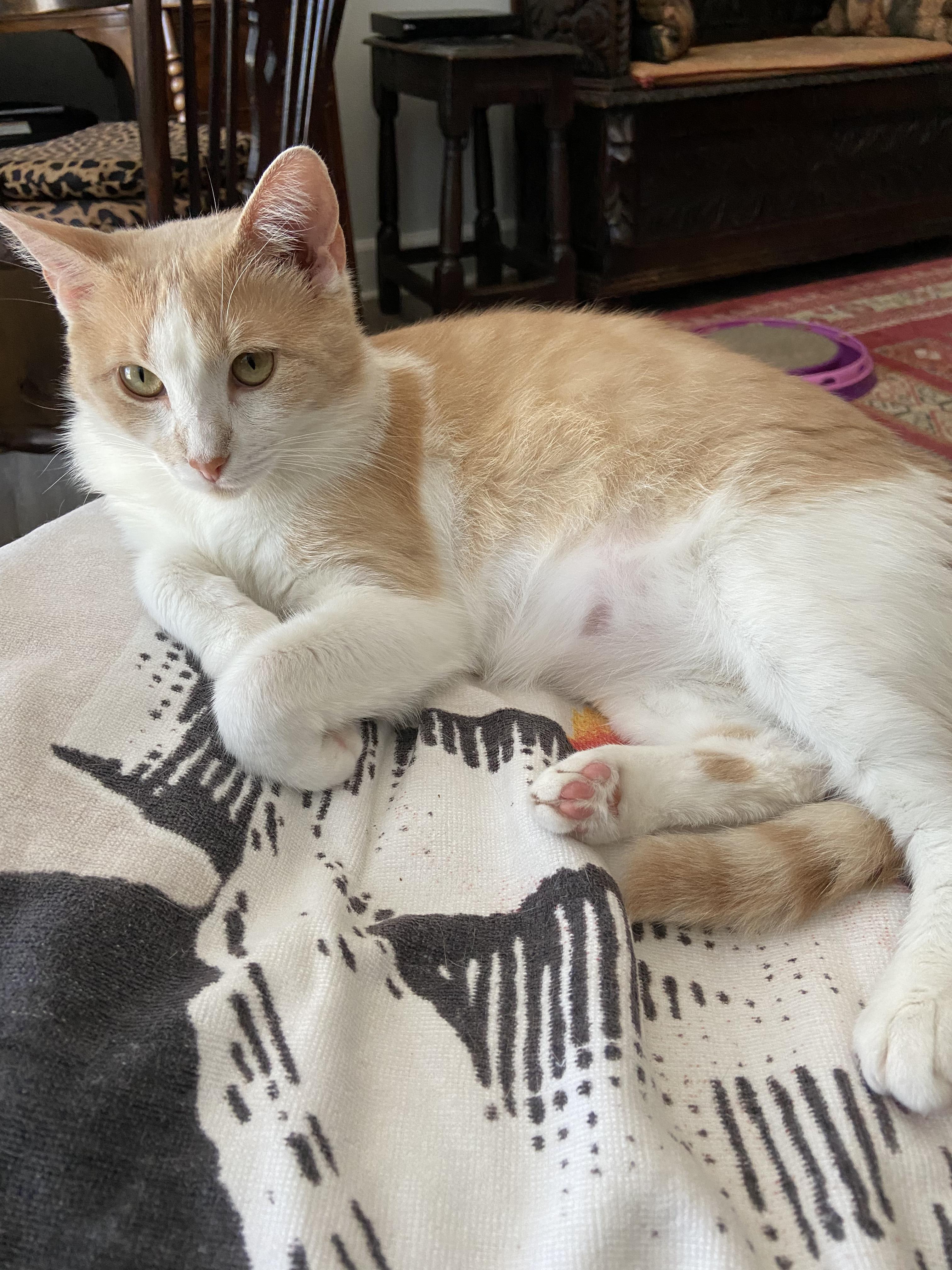 Enlarge Sweetie, a Adopted American Shorthair in Charlotte, NC image 2/4