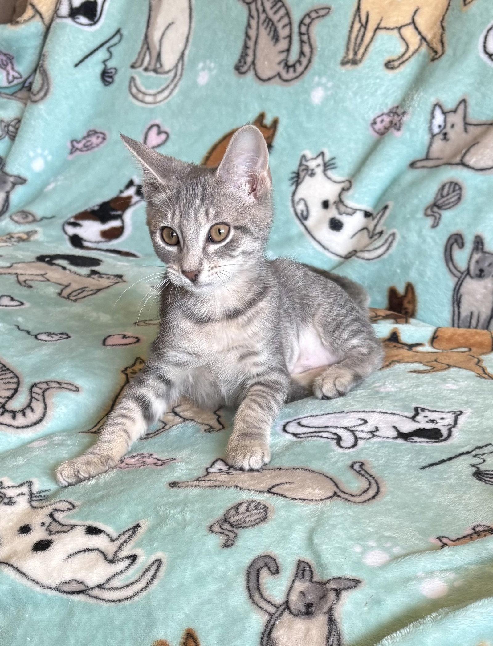 Margarita, Adoptable, Young Female Domestic Short Hair.