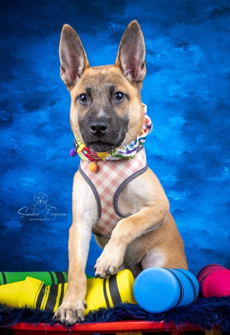 Romy, Adoptable, Puppy Female German Shepherd Dog.