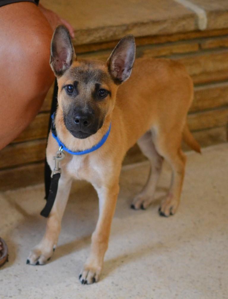 Enlarge Romy, a Adoptable mixed breed in White Plains, NY image 2/5