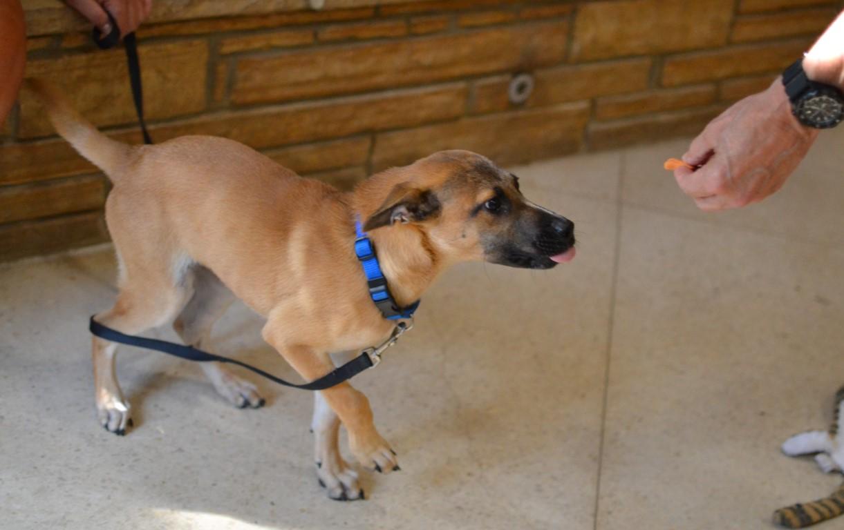 Enlarge Romy, a Adoptable mixed breed in White Plains, NY image 4/5