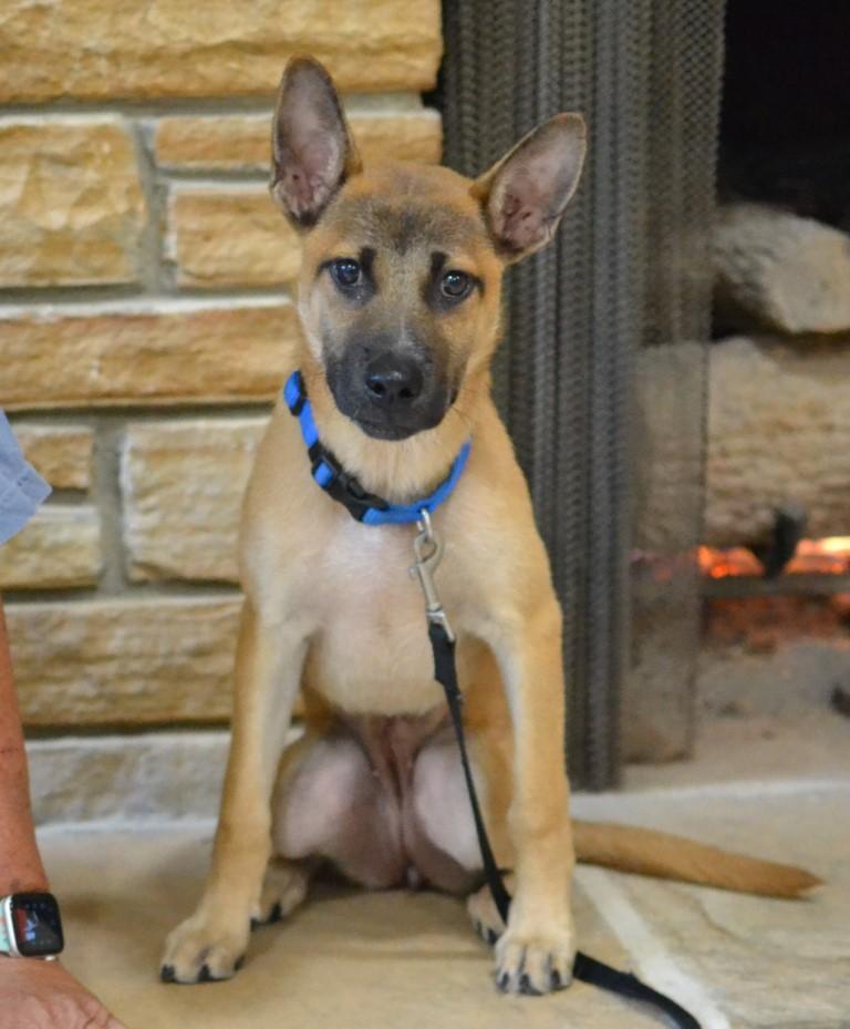 Enlarge Romy, a Adoptable mixed breed in White Plains, NY image 3/5