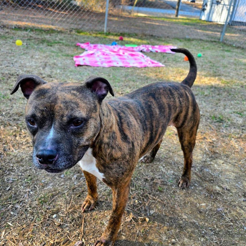Shadow, Adoptable, Adult Male Mixed Breed.