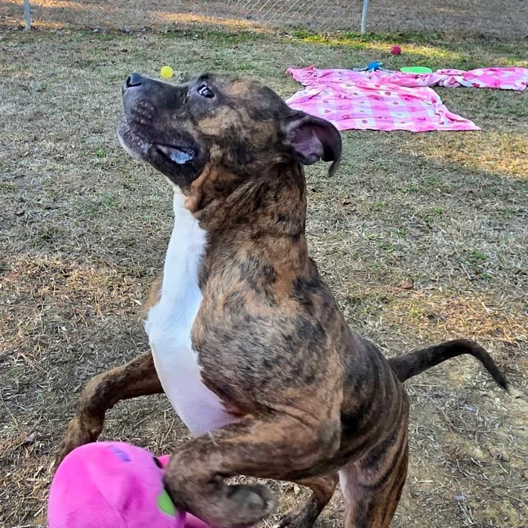 Enlarge Shadow, a Adoptable Mixed Breed in Gadsden, AL image 2/6