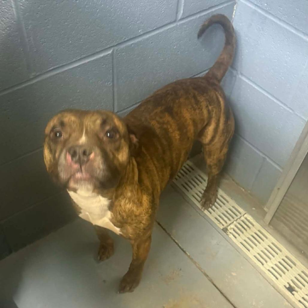 Enlarge Shadow, a Adoptable Mixed Breed in Gadsden, AL image 3/6