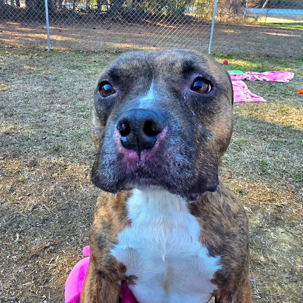 Enlarge Shadow, a Adoptable Mixed Breed in Gadsden, AL image 4/6