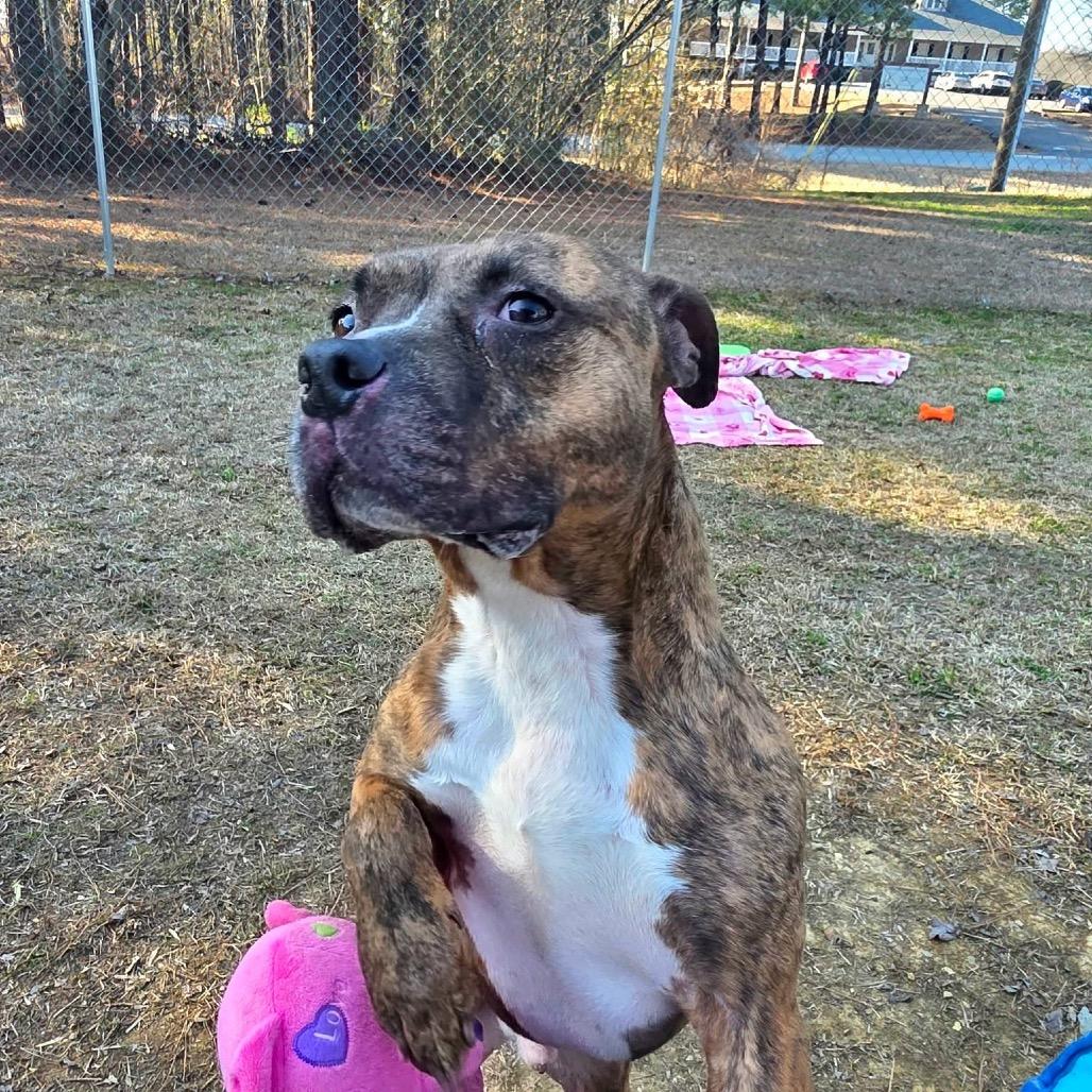 Enlarge Shadow, a Adoptable Mixed Breed in Gadsden, AL image 5/6