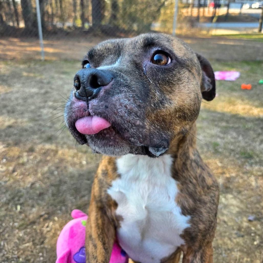 Enlarge Shadow, a Adoptable Mixed Breed in Gadsden, AL image 6/6