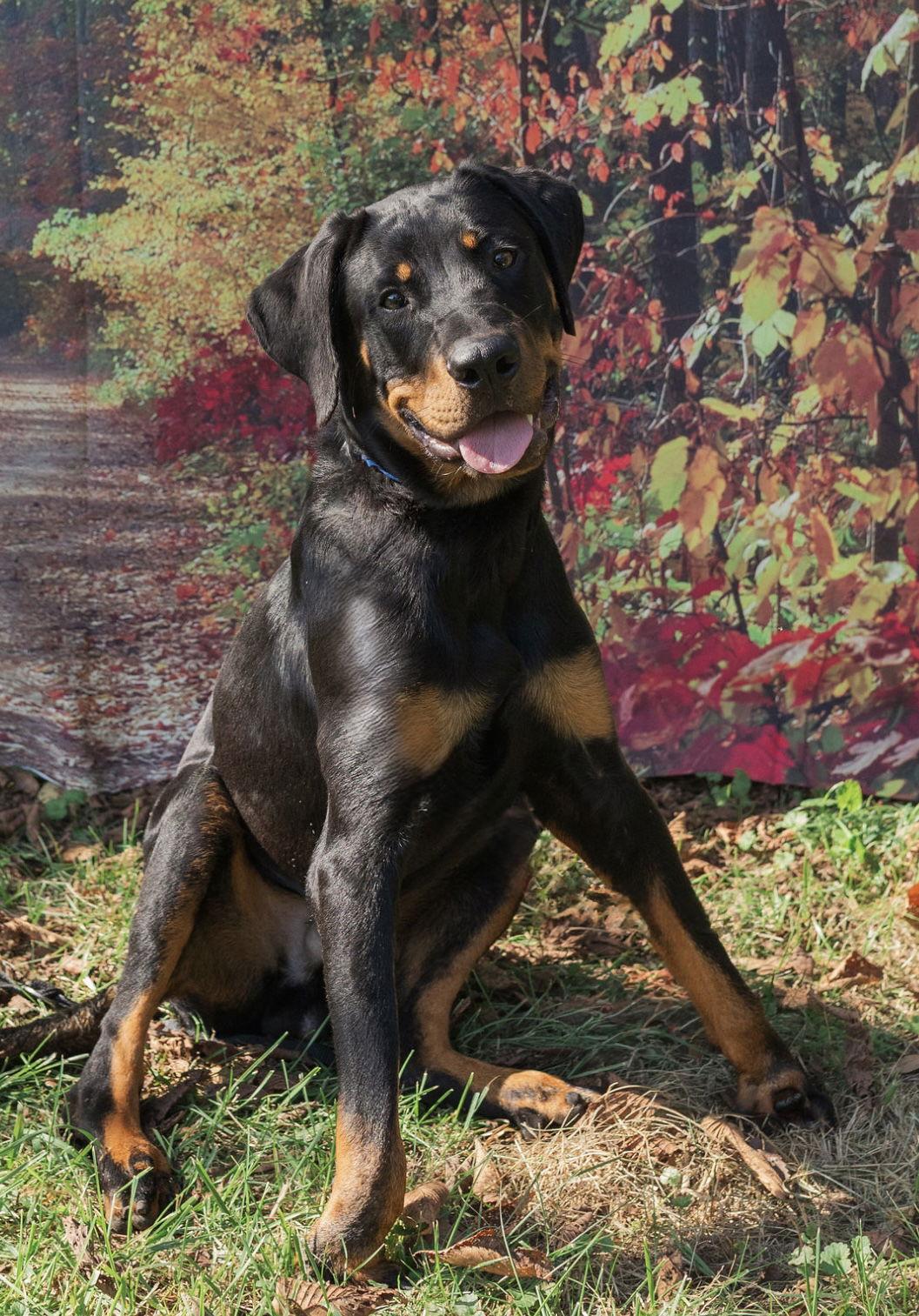 Auggie, Adopted, Puppy Male Rottweiler.