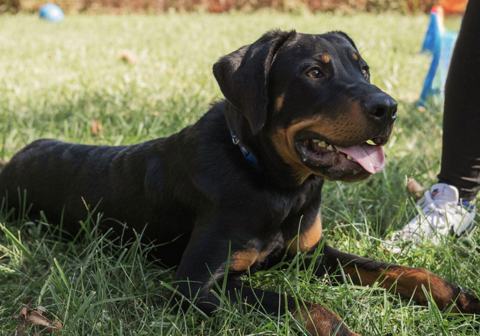 Auggie, a Adopted Rottweiler in Mooresville, NC image 2/3