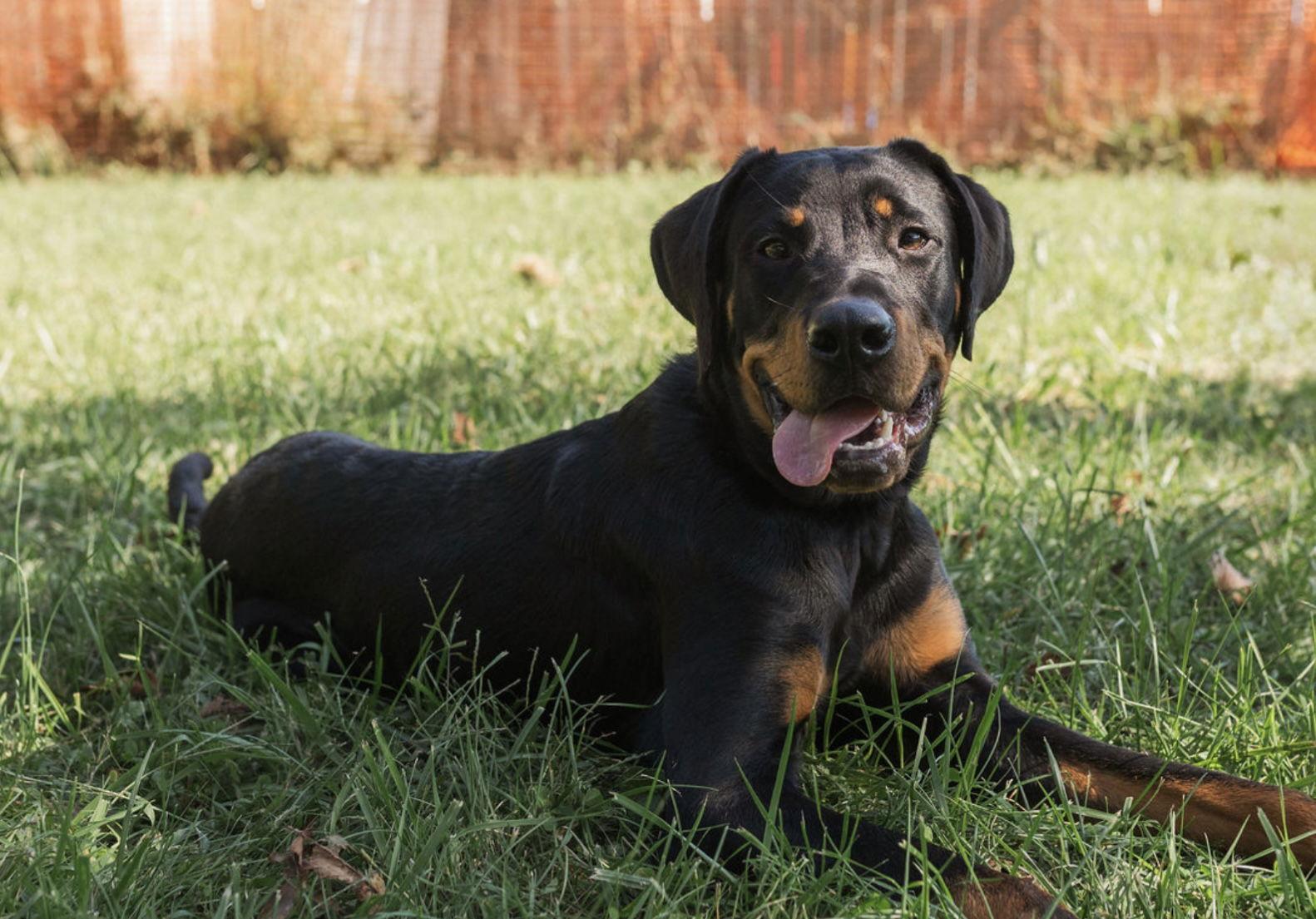 Auggie, a Adopted Rottweiler in Mooresville, NC image 3/3