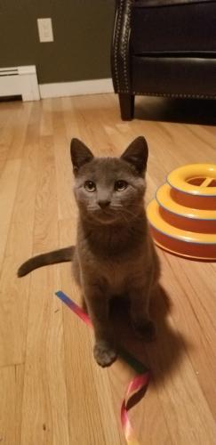 Enlarge Gourd, a Adoptable Domestic Short Hair in Webster, MA image 1/1